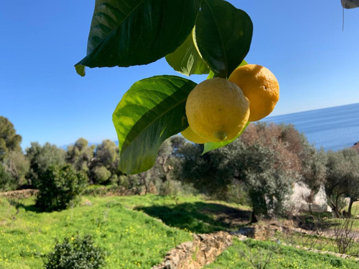 Vita Nova Santa-Maria-di-Lota المظهر الخارجي الصورة