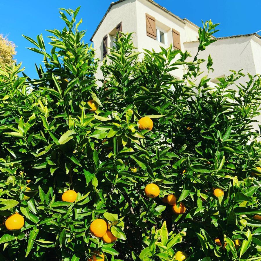 Vita Nova Santa-Maria-di-Lota المظهر الخارجي الصورة